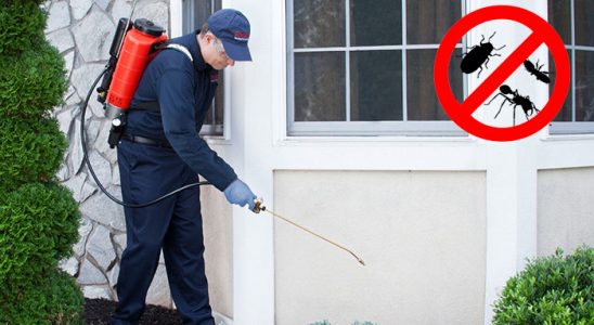 Dereli Bit İlaçlama böcek ilaçlama ve haşere kontrolü — ilaclama-tr.com